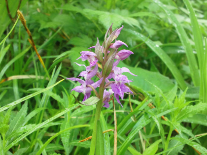 大峠から三本槍ヶ岳に登り始めると、ハクサンチドリの花が見られはじめた。