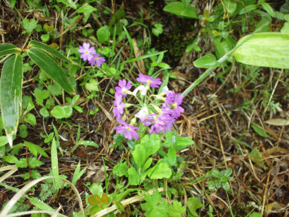 サクラソウの仲間。クリンソウに咲き方が似ているが花の形が異なり、オオサクラソウとは葉の形が異なる。手持ちの図鑑には載っていなかった。