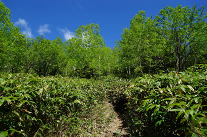 中ツ曽根の尾根はダケカンバの疎林で見晴が効くが、下草の笹が道を覆い隠している。