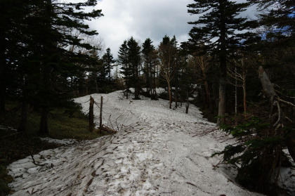 国境平付近は残雪に覆われている道が多い。
