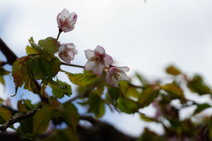 ミネザクラの花が見られた。