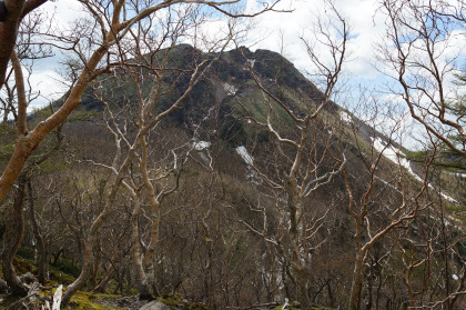五色沼避難小屋の周囲のダケカンバ林の葉はまだ開いていないので、枝越しに白根山が見られる。