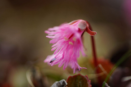 こちら側の稜線の方がコイワカガミの花が多く見られた。