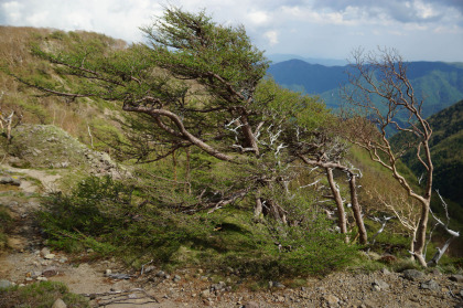 前白根山の稜線の上の吹きさらしに生える変形したカラマツ。冬の偏西風がまともに当たる尾根なので、風下側にのみ枝が伸びている。