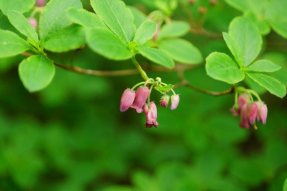 ウラジロヨウラクやサラサドウダンの花が見られる。