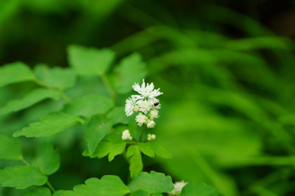 僅かに開いたカラマツソウの花。まだ蕾が多かった。