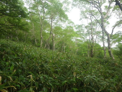 ダケカンバの多い森。日ノ出平の登山道は、地図を見て創造していたよりは勾配はきつくなく、歩きやすい道だった。