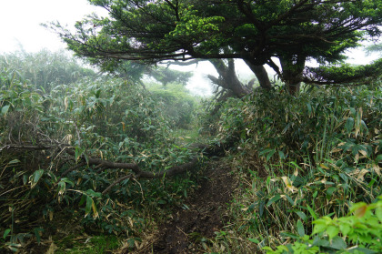 南月山と白笹山の鞍部は笹に覆われていましたが、刈り払いされた直後でした。