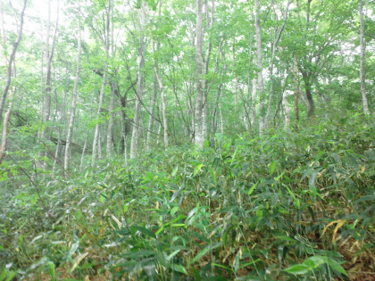 ブナの若木。大峠から三斗小屋温泉まではブナの木が多く見られる。