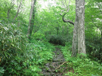 三斗小屋温泉を過ぎるとブナの木が減って、ダケカンバの木が多く見られる。