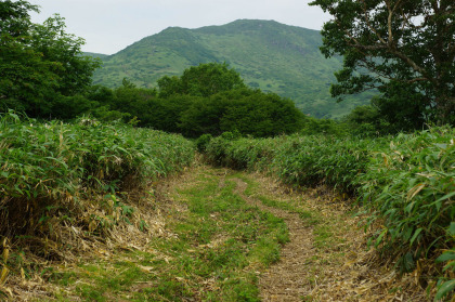 尾根の上に出ると笹となります。