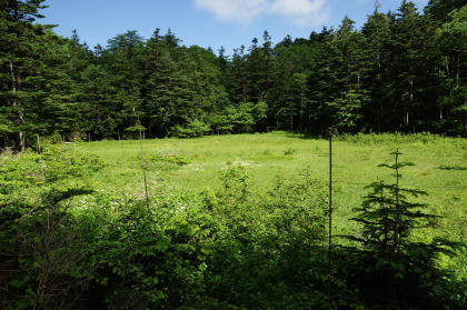 七色平の高層湿原は、鹿害からの回復の途上でした。