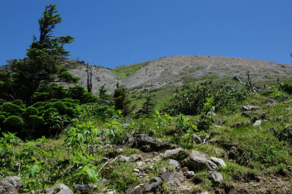 森林限界を越えると、青空の下に白根山の灰色の山肌が見えました。