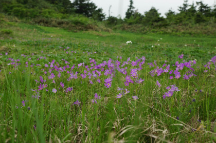 ハクサンコザクラの群生。花の時期は終わりに近かった様で、だいぶ枯れていました。1週間早ければ見事なお花畑だったでしょう。