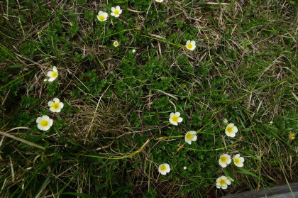 僅かに残っていたチングルマの花。