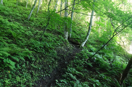 尾根の上に出るまで薄暗く急な坂道を登ります。