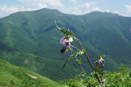 オニアザミの花は終わりに近い時期でした。背景は三本槍ヶ岳。