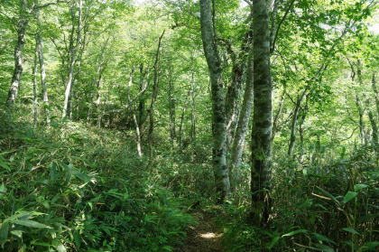 大峠を下って三斗小屋温泉までのブナ林を通ります。