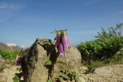 隠居倉の山頂にホタルブクロの花が咲いていました。