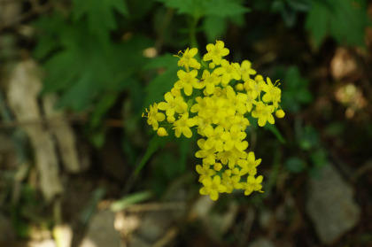 ハクサンオミナエシの花。大峠と三本槍ヶ岳の間にも群生があります。