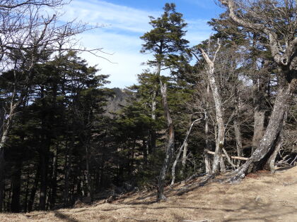 木陰から雲取山避難小屋が見えてきました
