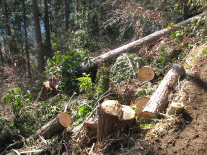 樹木の伐採現場