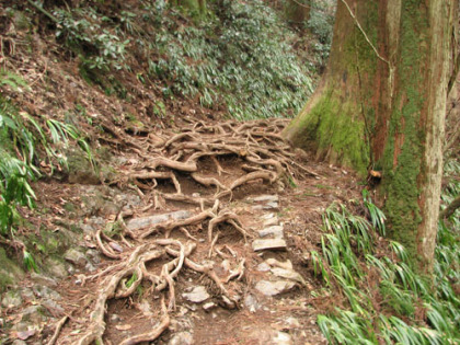 木の根の道