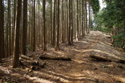 防火線？の尾根道