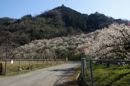 梅の花