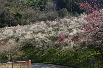 満開の梅の花