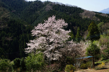 栃谷の桜