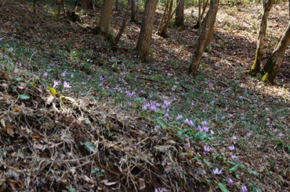 カタクリの花