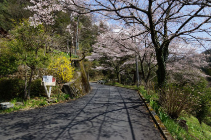 栃谷の桜