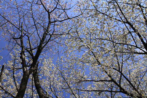 ０４月桜とスミレの季節
