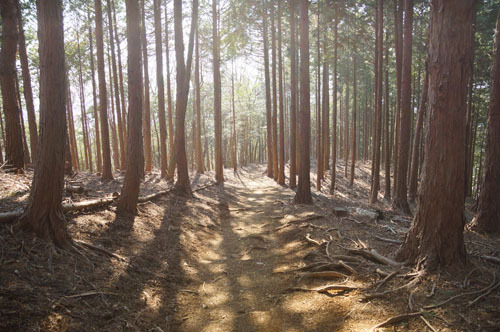 一ノ尾根－陣馬登山口バス停