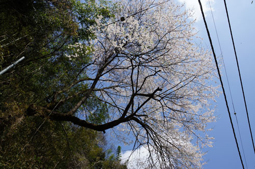 ０４月（桜の花）の奈良子尾根